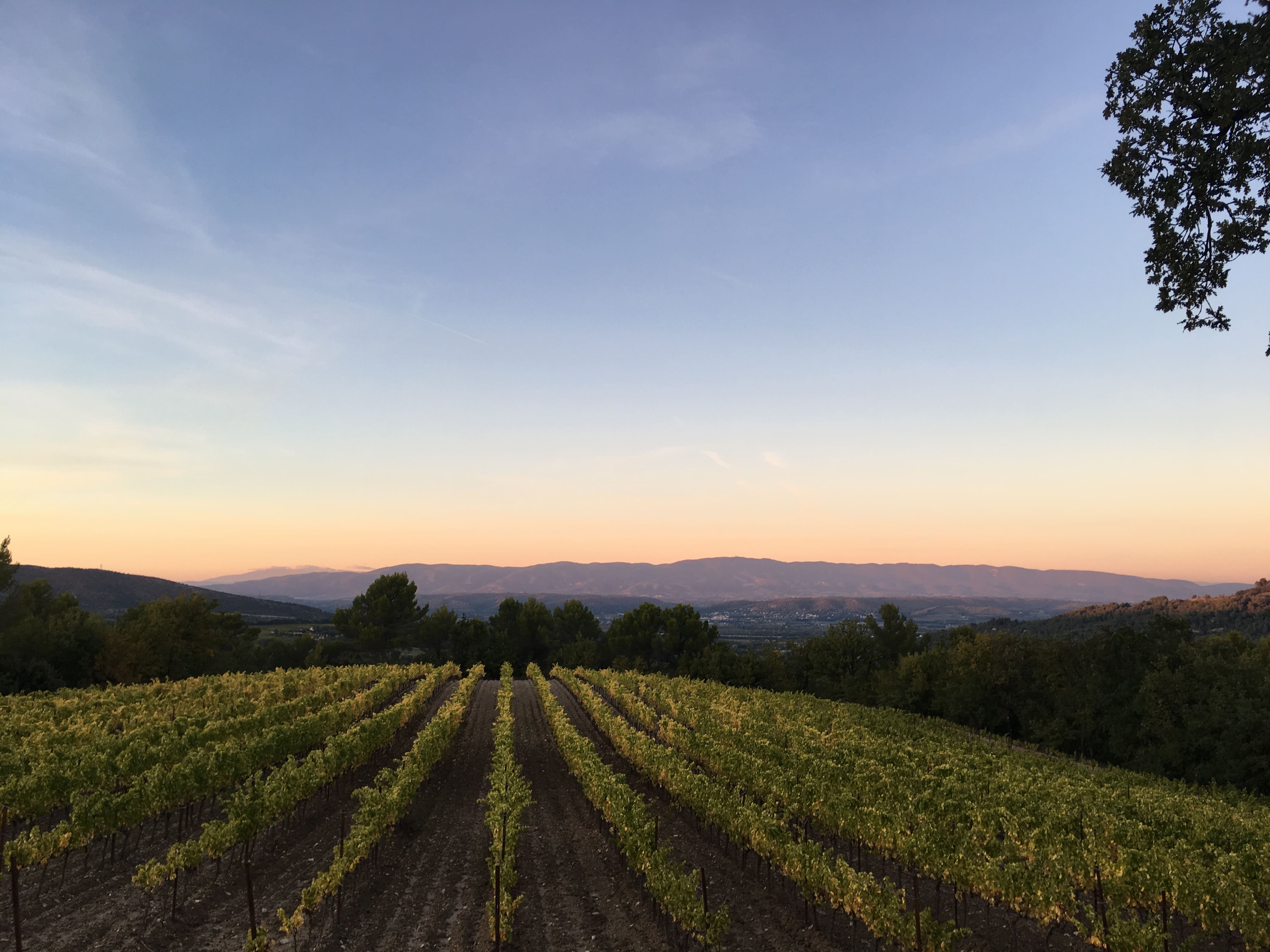 Discover the wines of Château La Coste